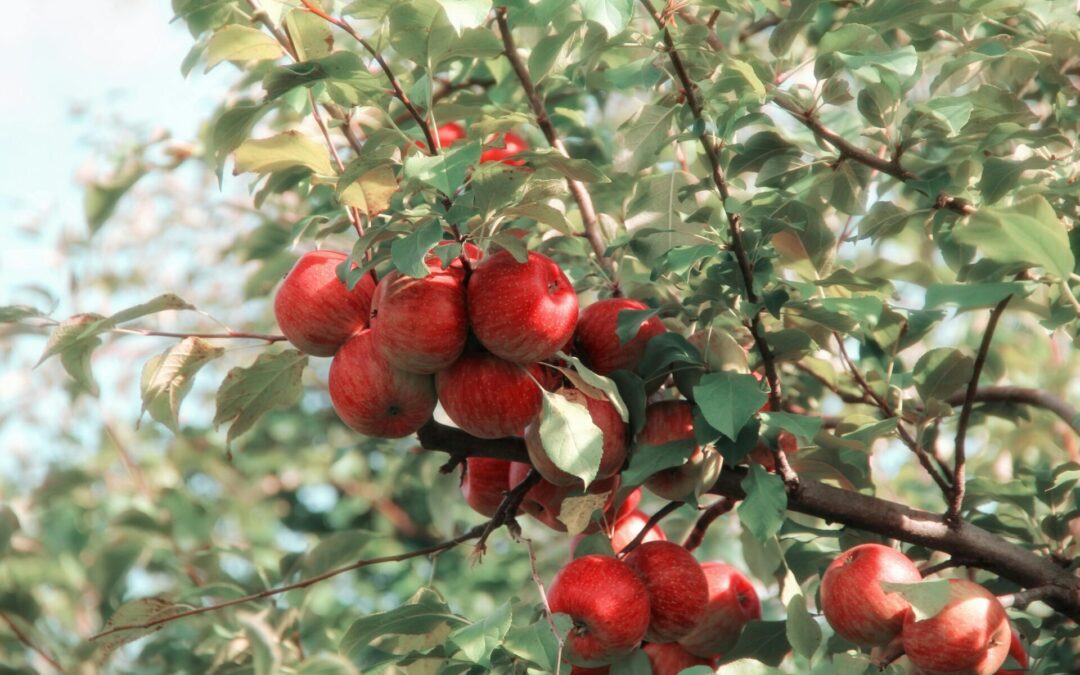Everything You Need to Know About Cider
