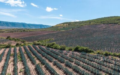 Why Mezcal Is 2025’s Top Spirit for Luxury Events: The Ultimate Guide to Premium Agave Experiences