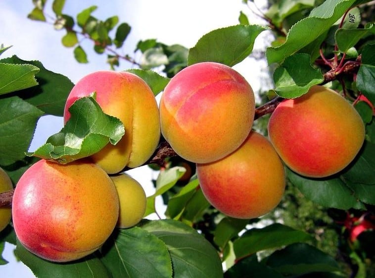 Bài thuốc chữa bệnh từ quả mơ Bài thuốc chữa bệnh từ quả mơ