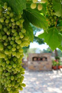 greek wines