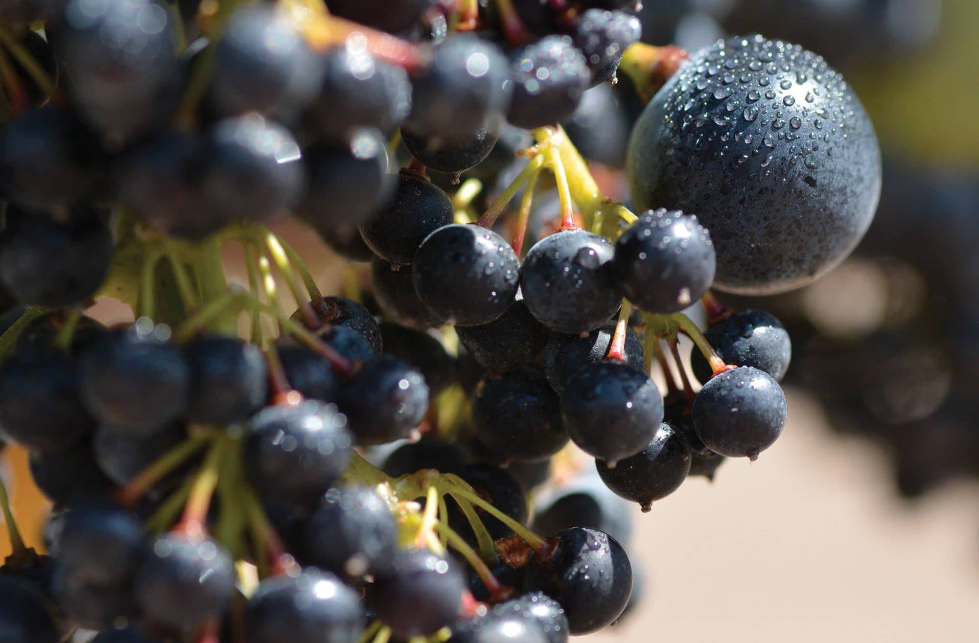 Catalonia grapes
