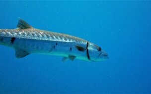 Woman Bitten by Marine Animal Near Lauderdale-by-the-Sea Pier