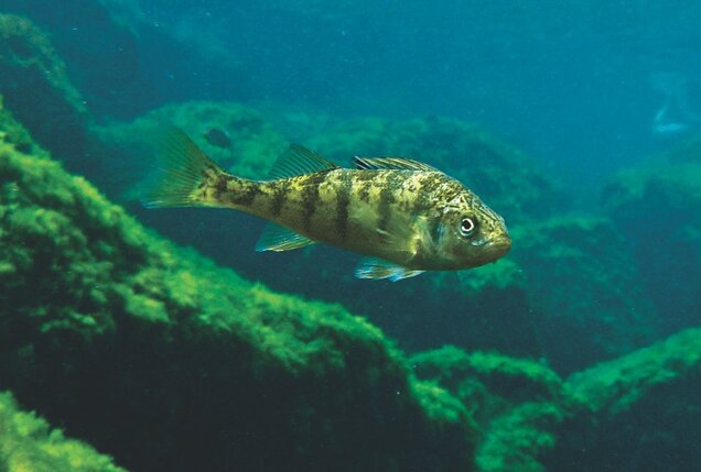 Underground Lake Fish