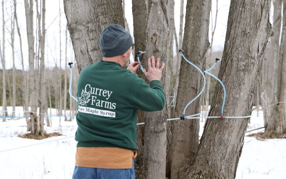 Maple Syrup Tapping Time