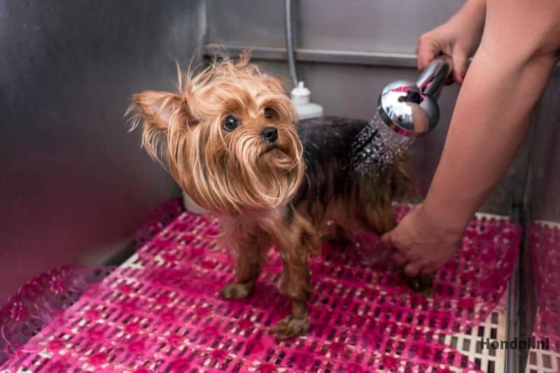 https://cdn.shortpixel.ai/spai/q_lossy%2Bw_1003%2Bh_668%2Bto_webp%2Bret_img/hond.nl/wp-content/uploads/2019/08/hond-in-wasserij.jpg