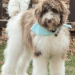 Dog training in Eden Prairie