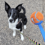 Puppy training in Bloomington
