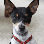 Puppy training in Minneapolis