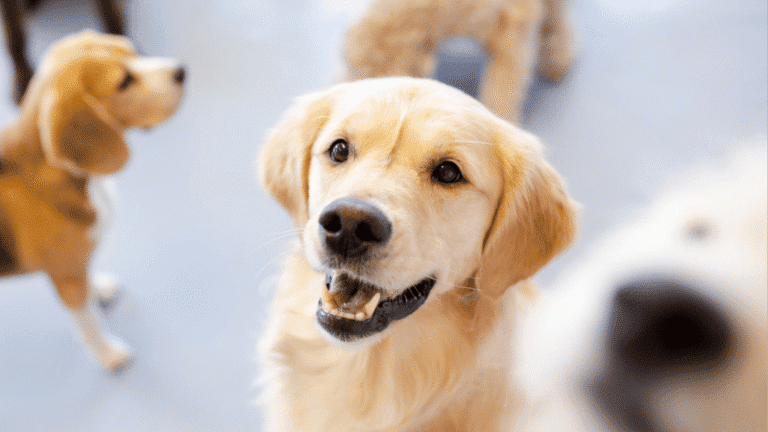 Dog obedience classes graphic