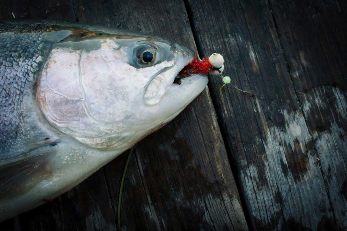 kategori_regnbage_flugor_fiskeflugor_onlineflugor