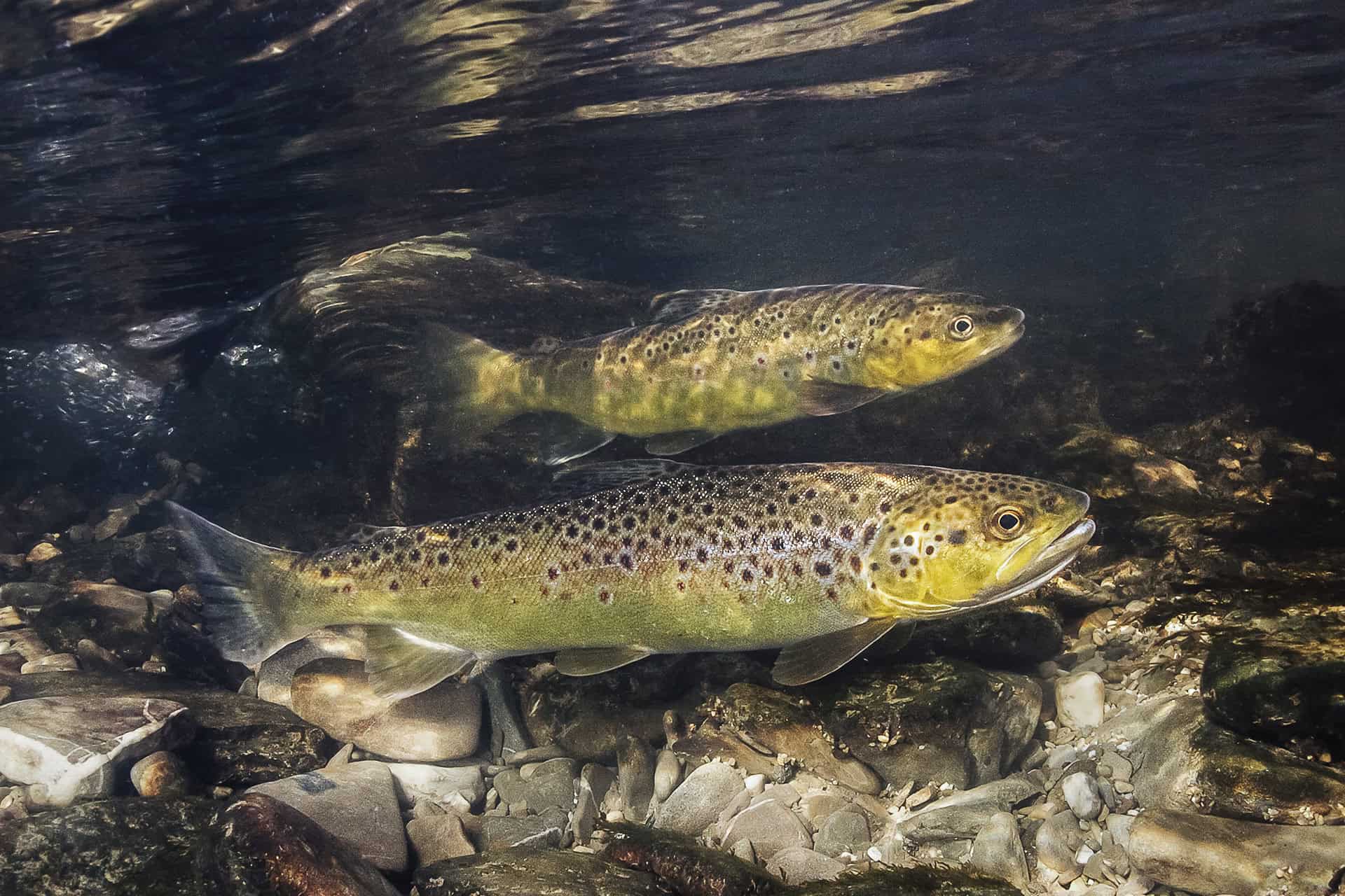 öringfiske flugfiske hitta öringen