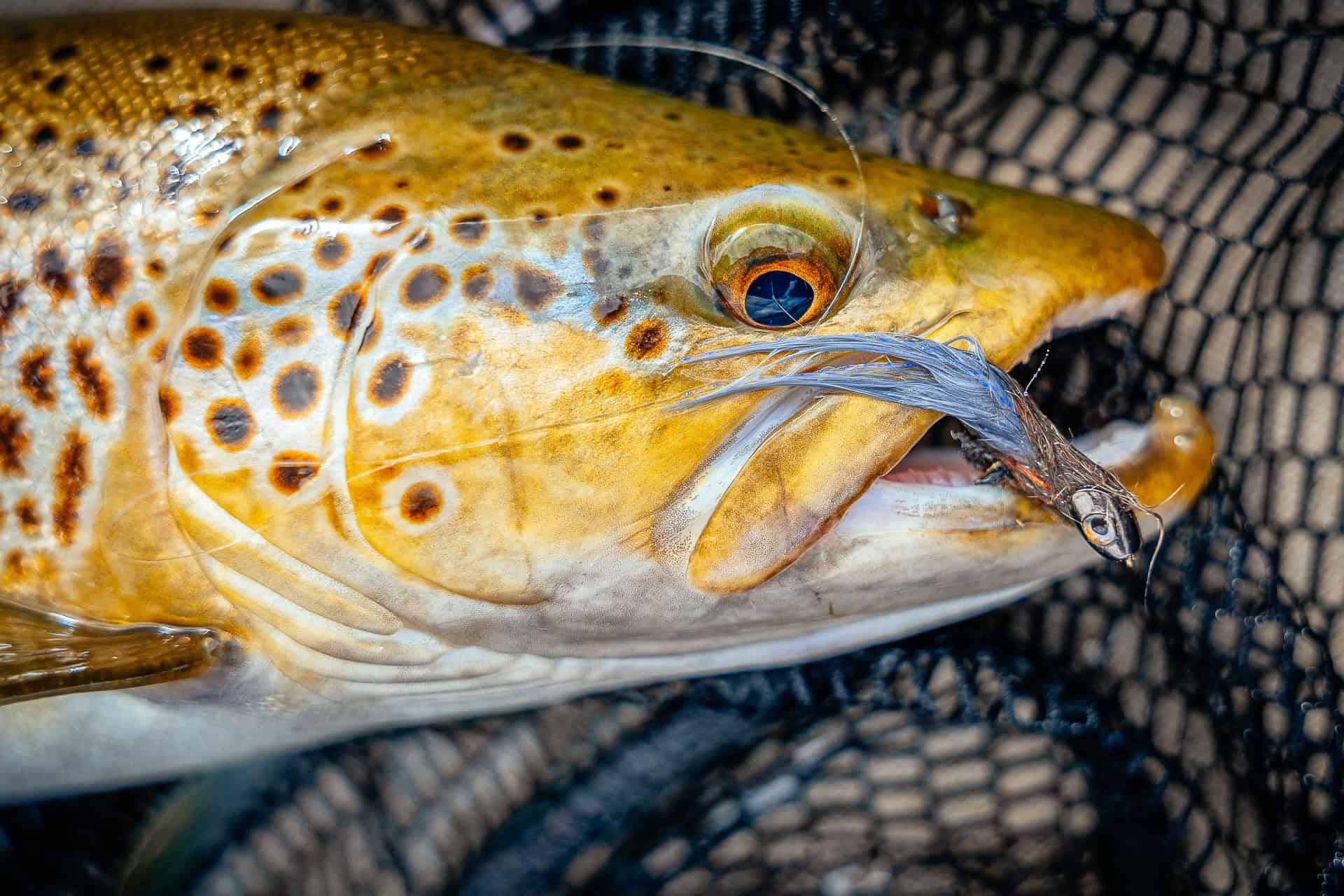 streamer streamerfiske fiskeflugor flugfiske