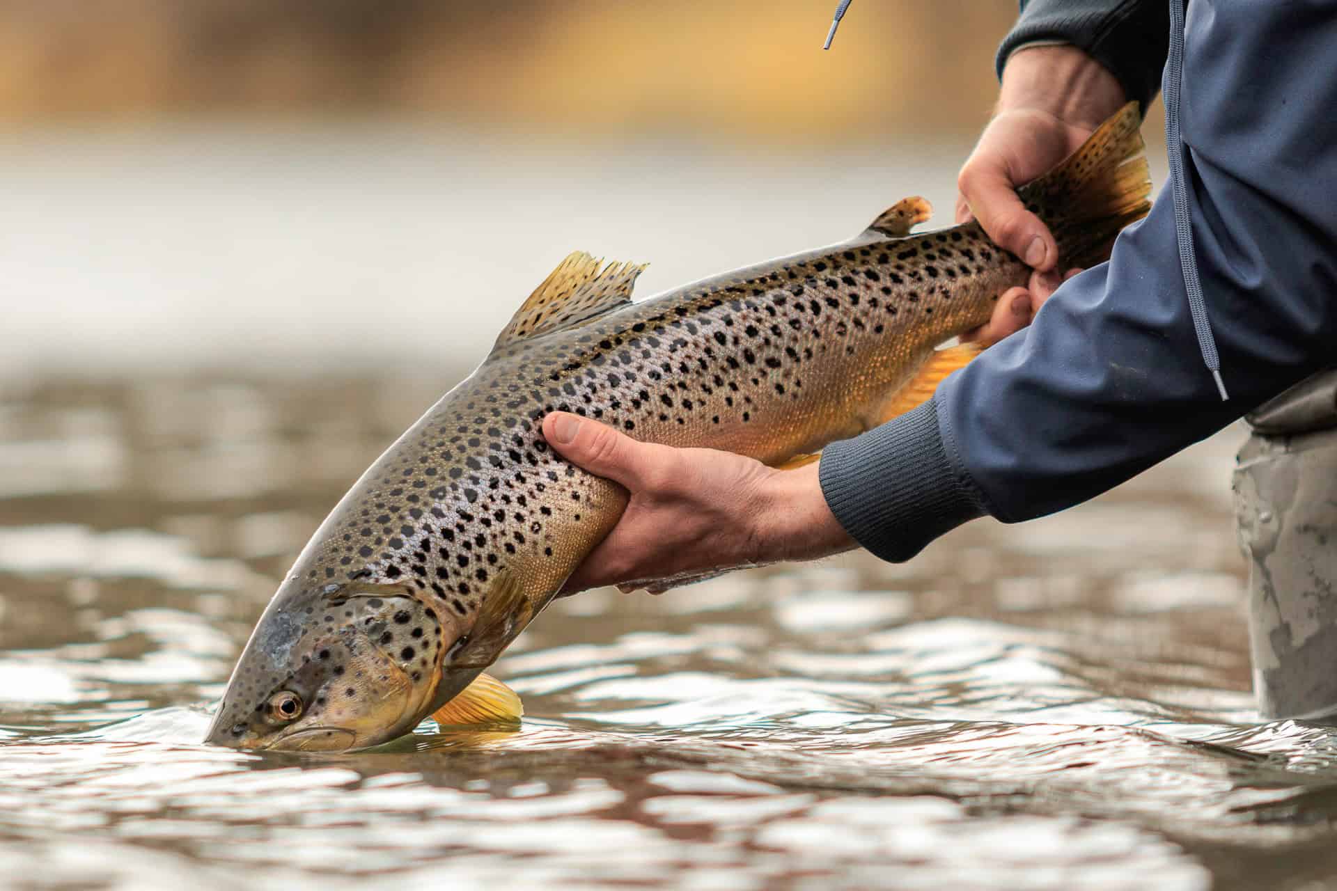 Flugfiske fiskeflugor flugfiskeutrustning