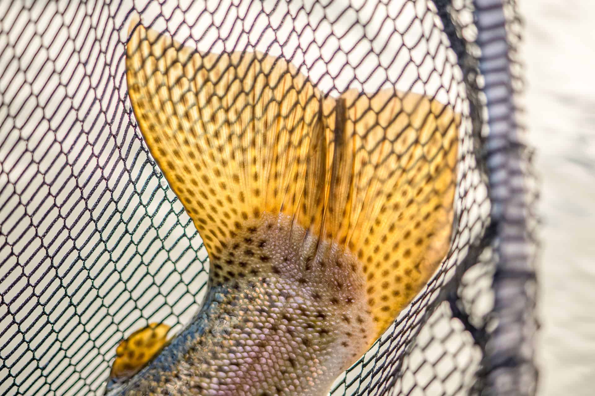 Flugfiske efter regnbåge fiskeflugor regnbågsflugor