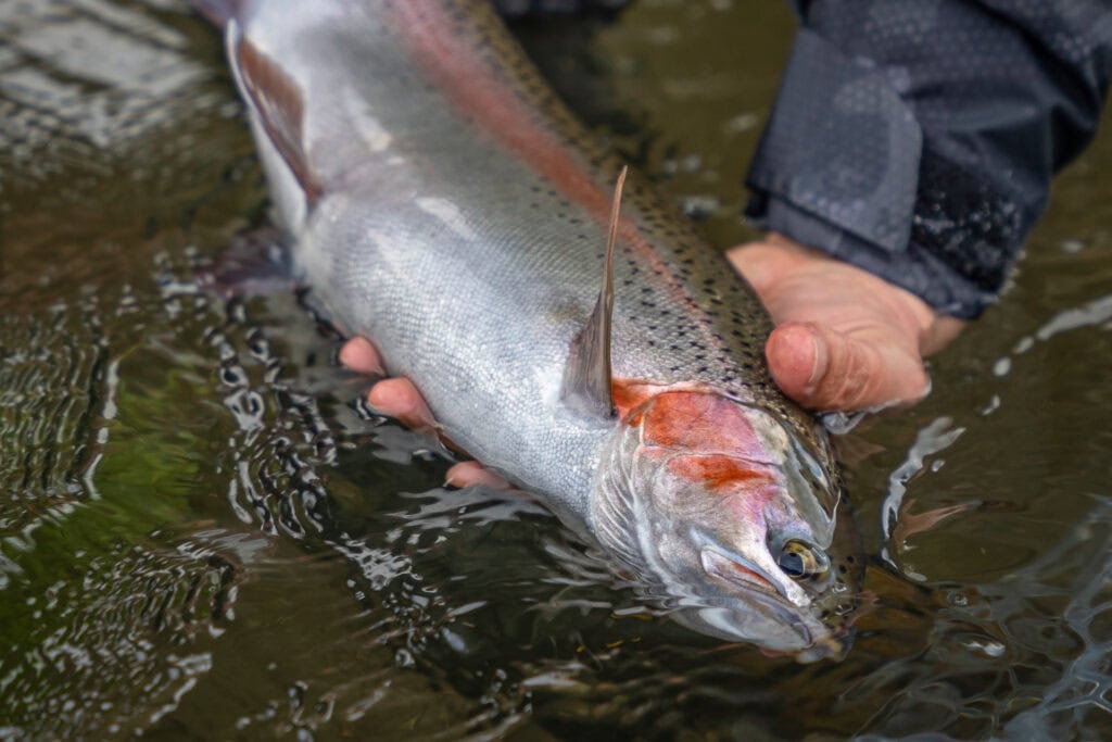 Regnbågsfiske regnbågsflugor flugfiske fiskeflugor