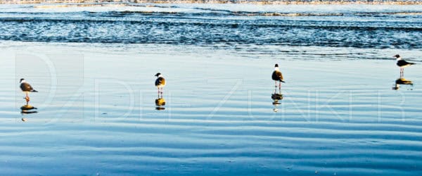 “Hold the Line” – Seagulls in Galveston