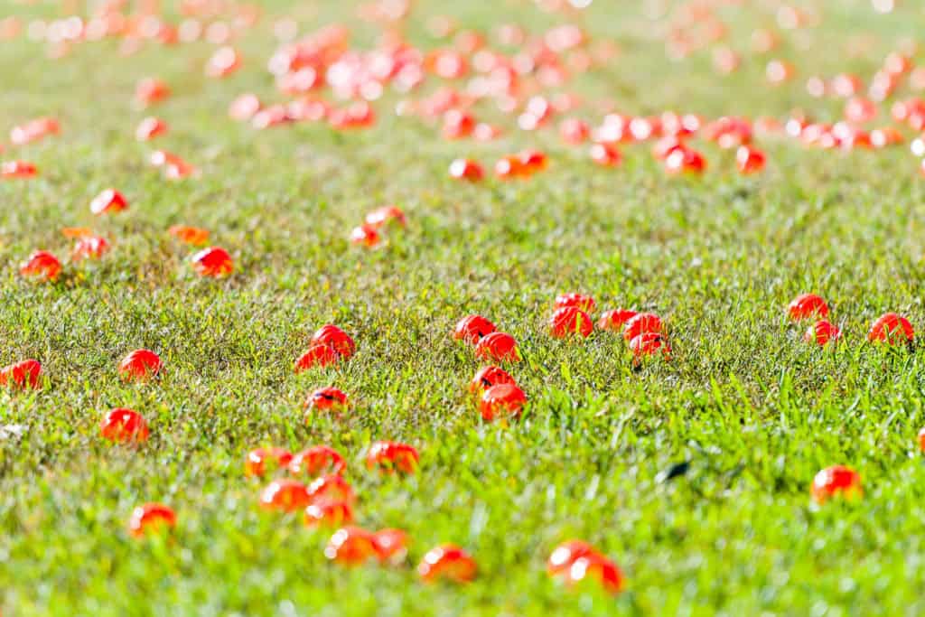 3182-Bellaire-PumpkinHunt-001.NEF Houston Commercial Architectural Photographer Dee Zunker