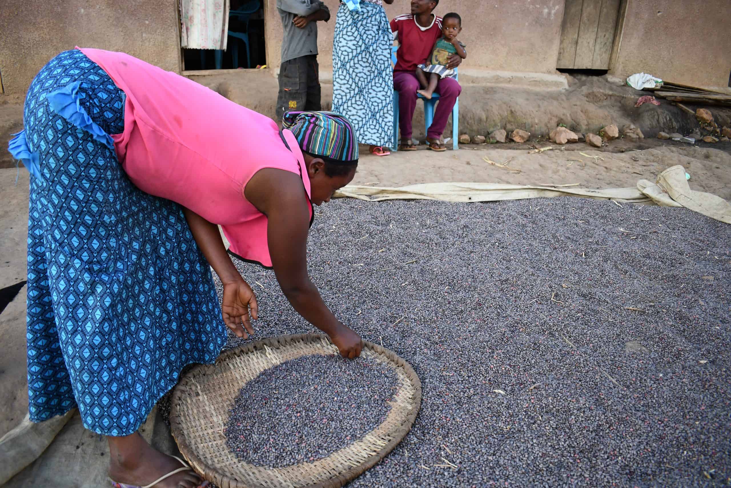 Woman sorting beans