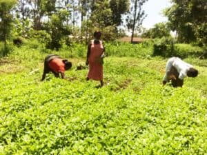 FSL Kisumu cowpea leaves farm