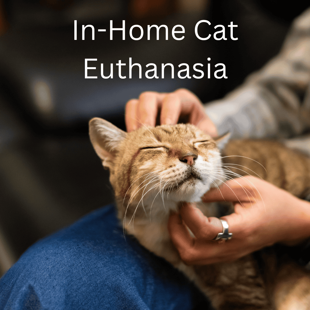 In-Home Pet Euthanasia (1) In-Home Cat Euthanasia Loving Paws House Calls