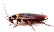 Cockroach
