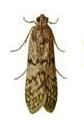 Flour moth