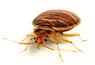 Bed bug