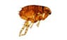 a flea brown