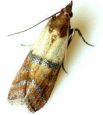 Indian meal moth