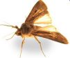 Clothes moth