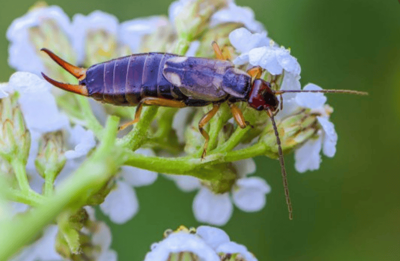 A bug that you might not recognize in your garden or home, the Earwig!