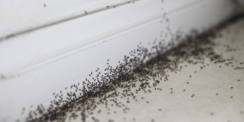 A heavy ant infestation swarms inside a home.