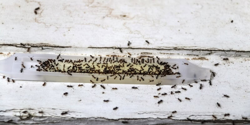 Ant poison trap filled with ants