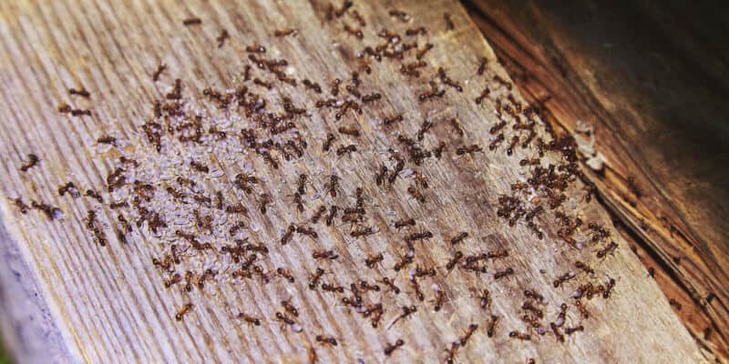 Ants-inside-woods-of-house