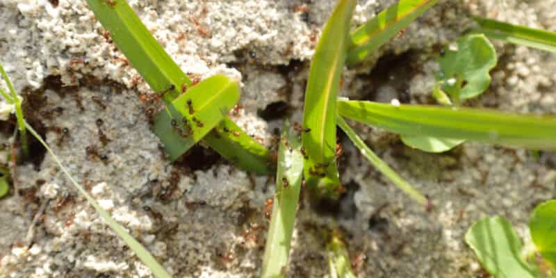 Closeup of a fire ant hill with ants working busily