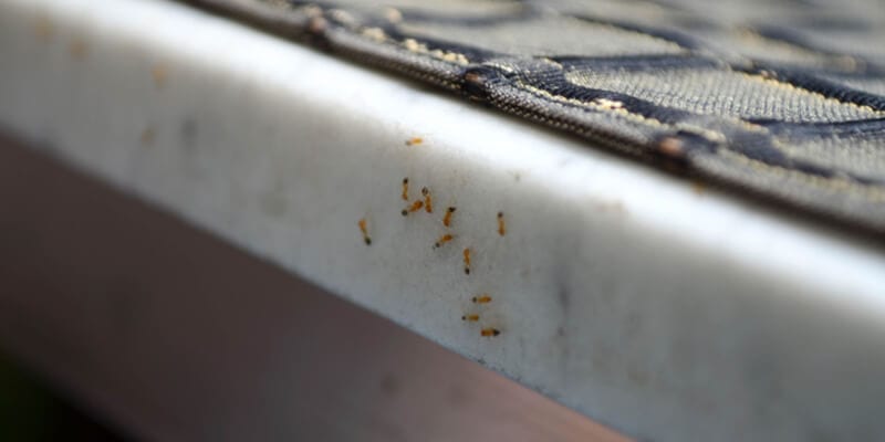 Group of ant at the edge of marble table