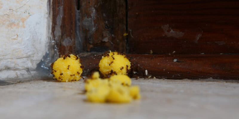 ants stealing poisoned food and escaping inside the holes