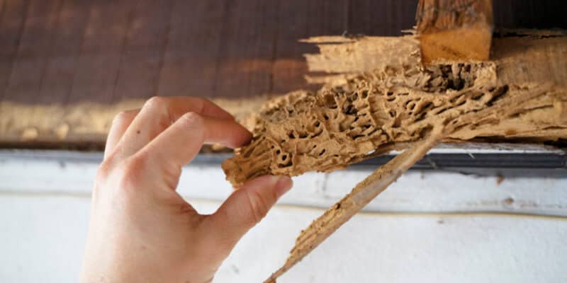 Part of roof after attack of termite