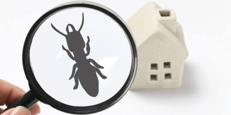 Termite under magnifying glass.