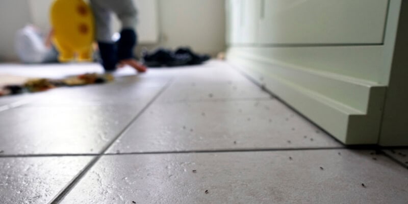 unwanted insects on white ceramic floor with a colorful carpet and a child holding his toy on background