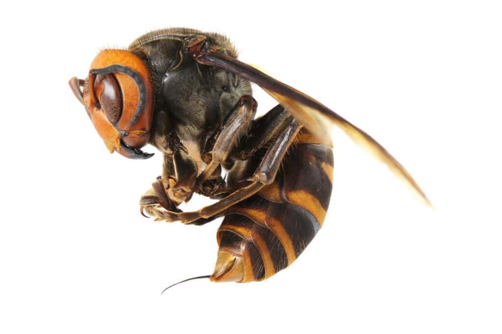 hornet sting