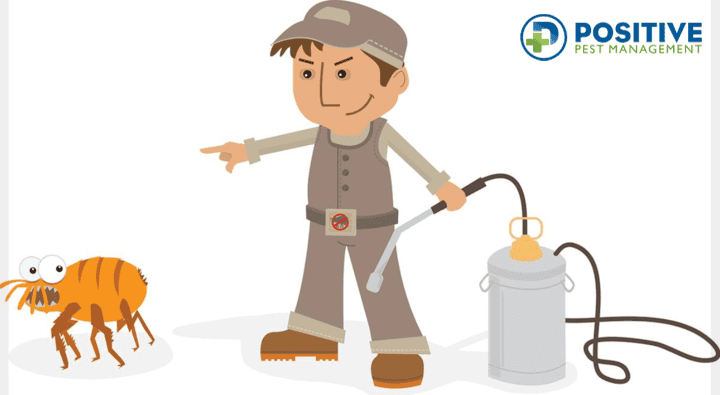 professional pest control worker