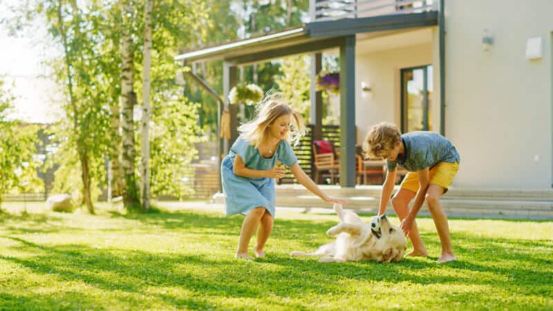 Two Kids Have fun with Their Handsome Golden Retriever Dog on the Backyard Lawn