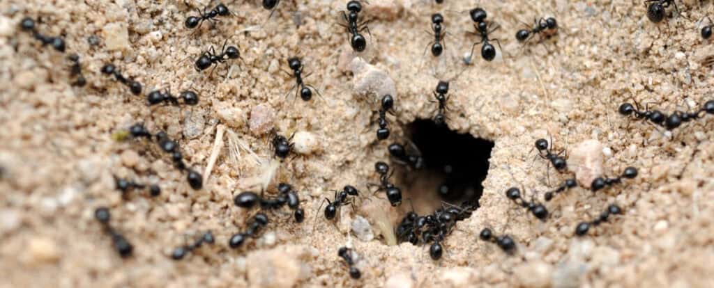 ant colony working together in a hole, pest control incoming