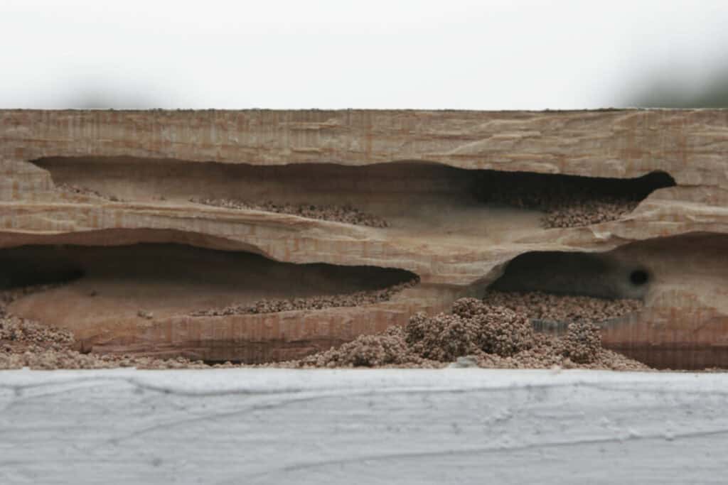 frass and termite droppings , pest control needed for termite infestation 