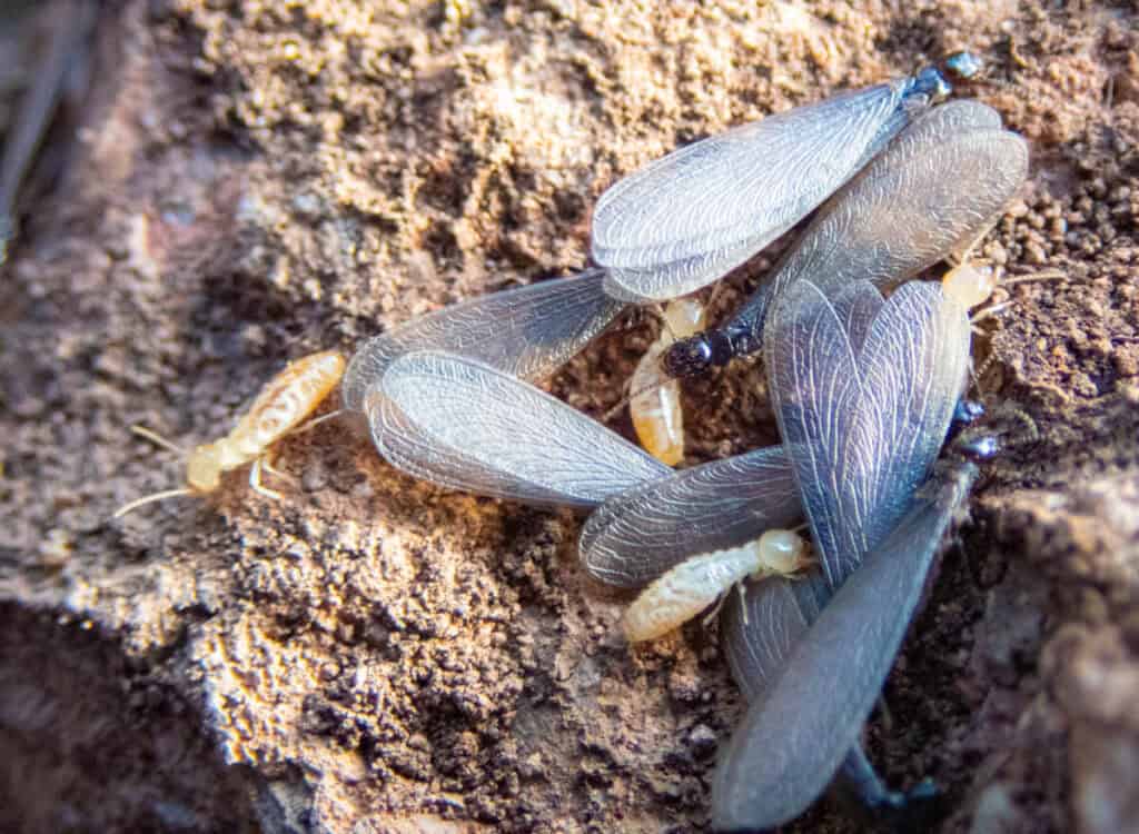 winged termites pest control needed