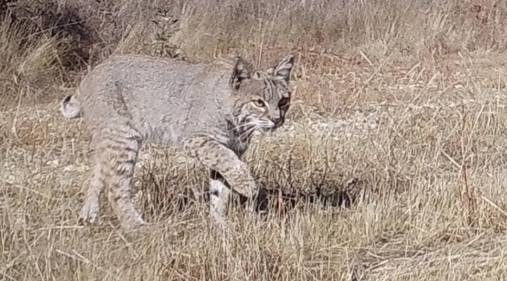 A bobcat walks through dry grasses.