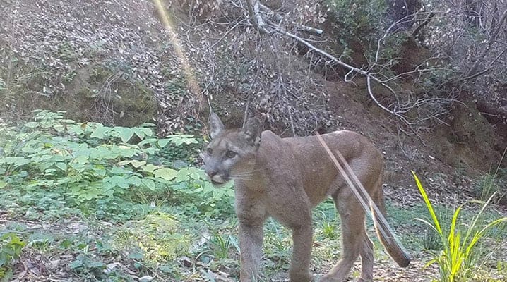 A puma walks through some leaves in the sunlight.