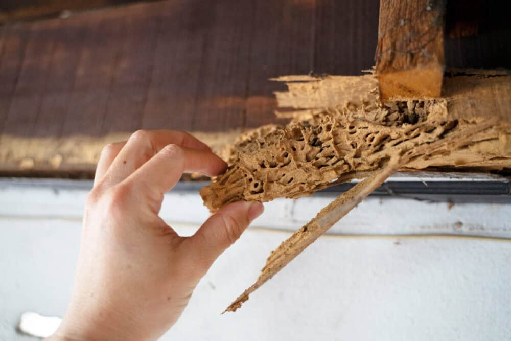 How Serious is Dampwood Termite Damage?