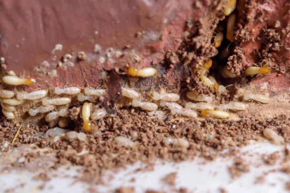 How to Get Rid of Dampwood Termites